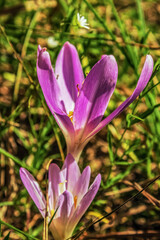 Macro  - Forest - Europe, Romania, Suceava region