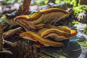 Macro  - Forest - Europe, Romania, Suceava region