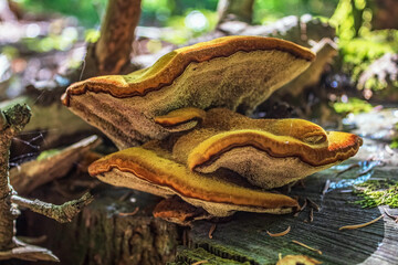 Macro  - Forest - Europe, Romania, Suceava region