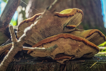 Macro  - Forest - Europe, Romania, Suceava region