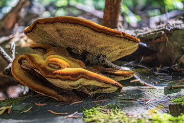 Macro  - Forest - Europe, Romania, Suceava region