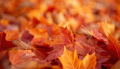 Fototapeta premium Vibrant autumn leaves in orange and red hues create a beautiful fall scene, perfect for seasonal backgrounds and nature-themed designs.