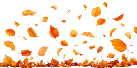 Autumn background with falling leaves on transparent background 