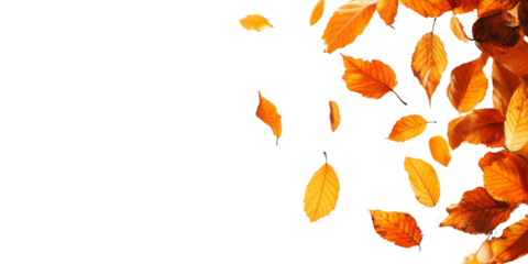 Autumn background with falling leaves on transparent background 