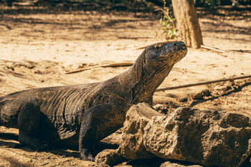 Close-up of Indonesian Komodo dragon