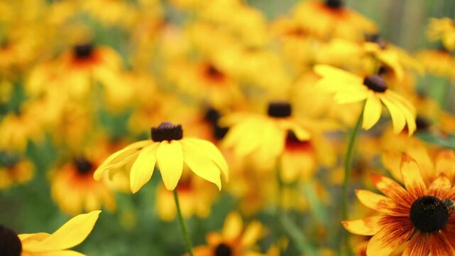 Black-eyed Susan Plant. Rudbeckia hirta - yellow flower plant. A field of yellow black-eyed susans blooming in the summer sun. High quality FullHD footage