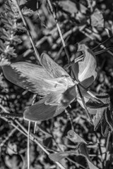 Macro  - Forest - Europe, Romania, Suceava region