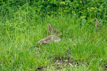 Goslings in the green grass
