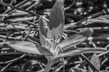 Macro  - Forest - Europe, Romania, Suceava region