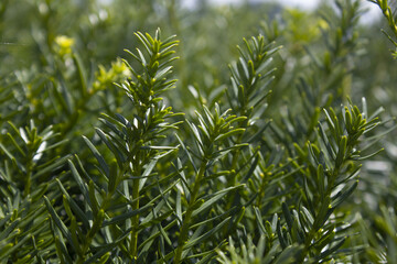 Taxus baccata close up. Green branches of yew tree(Taxus baccata, English yew
