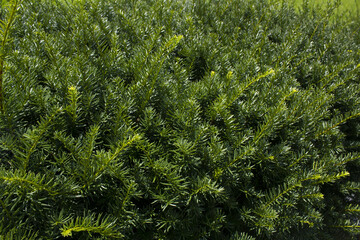 Taxus baccata close up. Green branches of yew tree(Taxus baccata, English yew