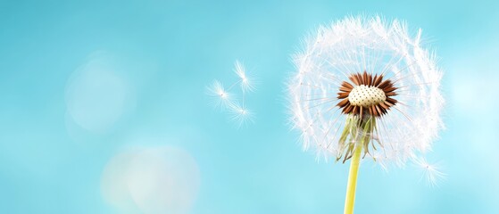  A dandelion drifts in the wind against a backdrop of a blue sky