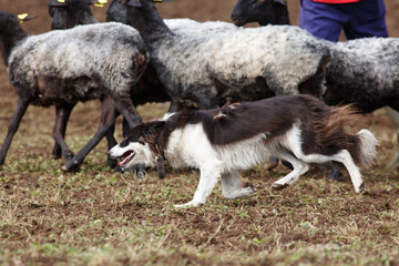 Border Collie sheepdog working with a flock of sheep