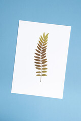 Dried Gleditsia honey locust branch herbarium