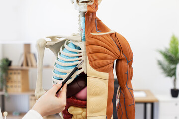 Medical professional using pointer to demonstrate human anatomy model showing skeletal and muscular...