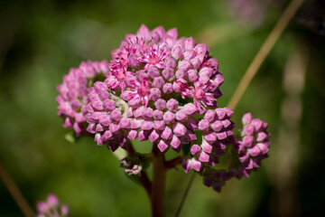 close up of flowers