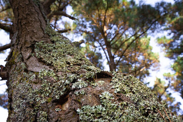 tronc d'arbre avec de la mousse 