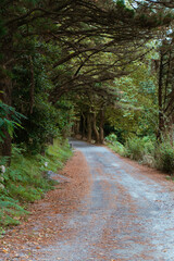 Naklejka premium Gravel road in the forest with trees on both sides and grass on the ground