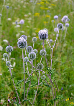 Echinops sphaerocephalus