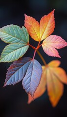 Obraz premium Colorful leaves 