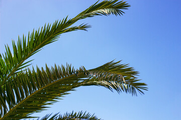 Fototapeta premium Tropical palm trees leaves in blue sky background Natural exotic photo frame Leaves on the branches of coconut palm trees against the blue sky