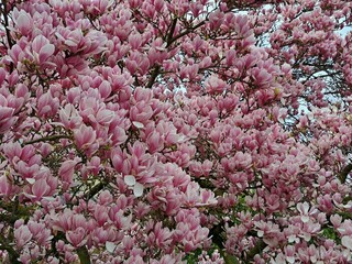 Magnolia flowers with elegant pink petals blooming in spring fabulous green garden, mysterious fairy tale springtime floral sunny background with