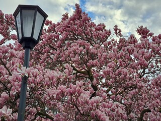 Pink Chinese or saucer magnolia flowers, Magnolia x soulangeana, against a blue sky Cambridge, Massachusetts.