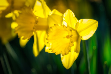 Closeup on beautiful Daffodil, Narcissus, flowers illuminated by sunlight with dark blurred background in Phoenix Park, Dublin, Ireland