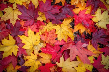 Fototapeta premium Colorful autumn leaves in various shades of red, yellow, and orange Generative AI