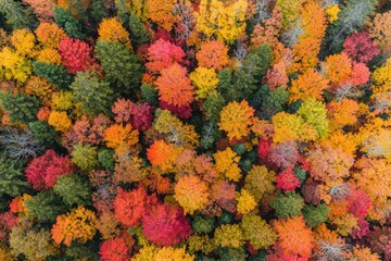 Aerial view of vibrant autumn forest with colorful foliage and lush green trees Generative AI