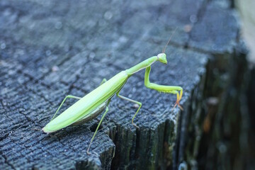 one big green insect female praying mantis sits on a gray wooden stump in nature