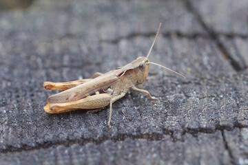 one small brown grasshopper sits on a gray wooden stump in nature