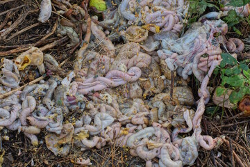 a pile of garbage made of raw brown grey pig intestines and organ pieces lying on the ground in the...