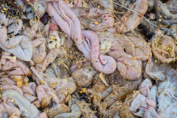 a pile of garbage made of raw brown grey pig intestines and organ pieces lying on the ground in the street