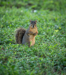Cute squirrel portrait in the park sitting on the grass