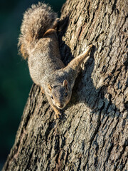 Portrait of a cute squirrel climbing down from a tree in the park