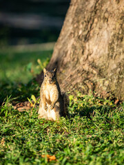 Portrait of a cute squirrel by a tree on a sunny day