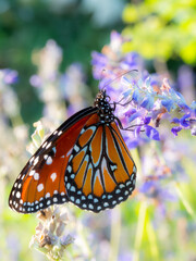 Monarch Butterfly macro on a colorful flower
