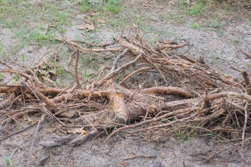 pile of brown dry tree roots on grey ground on summer street in nature