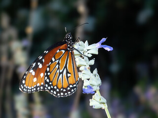 Close up of a beautiful Monarch Butterfly resting on a flower