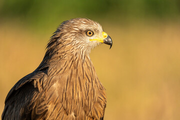 Black kite (Milvus migrans) portrait