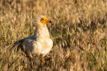 Egyptian vulture (Neophron percnopterus) among the grass