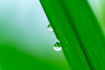 稲穂の水玉