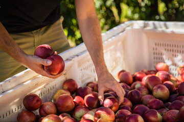 Close-up of a man's hands choosing nectarines in a large box where they store the collected fruit