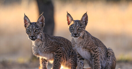 Lince ibérico en paraje natural español 