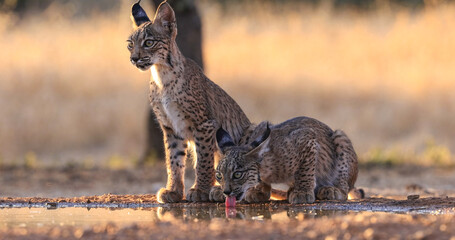 Lince ibérico en paraje natural español  © AntonioSenent