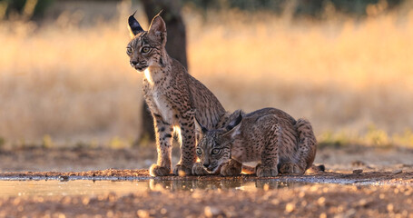 Lince ibérico en paraje natural español 