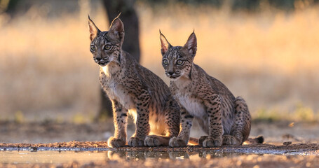 Lince ibérico en paraje natural de España