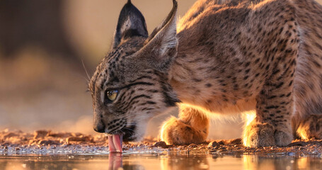 Lince ibérico en paraje natural español 