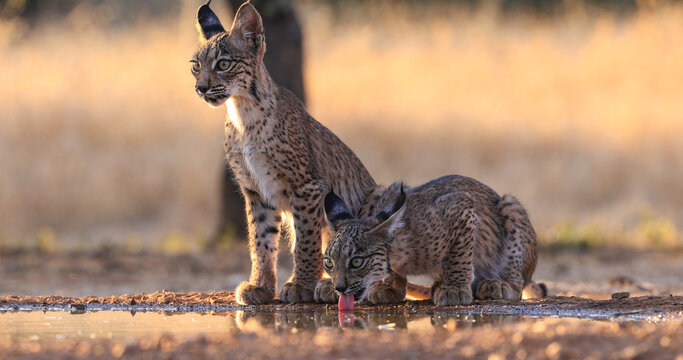 Lince ib&eacute;rico en paraje natural espa&ntilde;ol 